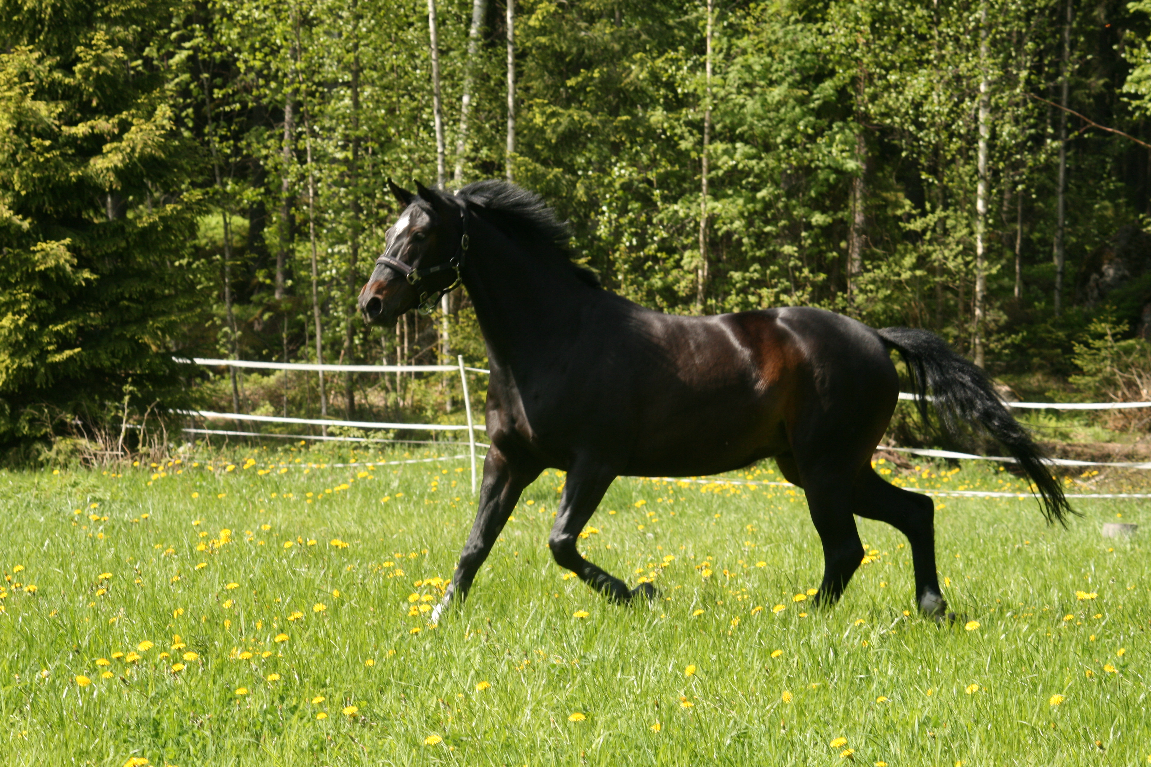 &copy; Tanja Torvinen